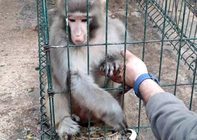 Antalya’da İzinsiz Rhesus Maymunu Ele Geçirildi